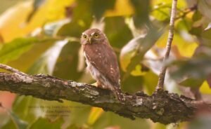 Colima Pygmy-Owy ( Glaucidium palmarum )