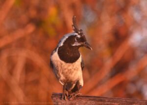 Black-throated Magpie-Jay (Calocitta colliei)