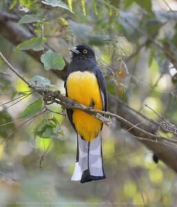 Citreoline Trogon ( Trogon citreolus )