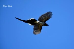 Black-throated Magpie Jay ( Calocitta colliei )