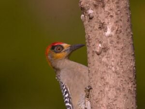 Golden-cheeked Woodpecker ( Melanerpes chrysogenys )