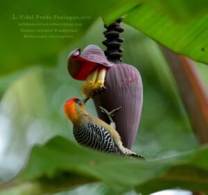 Golden-cheeked Woodpecker ( Melanerpes chrysogenys ) Carpintero Enmascarado