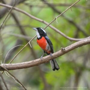 Red-breasted Chat ( Granatellus venustus ) Granatelo Mexican