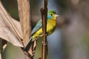 Orange-breasted Bunting ( Passerina leclancherii ) Colorín Pecho Naranja