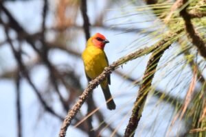 Red-headed Tanager ( Piranga eryhrocephala )