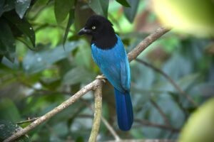 San Blas Jay ( Cyanocorax sanblasianus ) Chara de San Blas