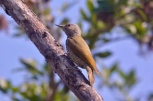 Gray-crowned Woodpecker ( Colaptes auricularis )