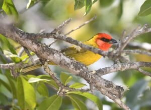 Red-headed Tanager ( Piranga eryhrocephala)