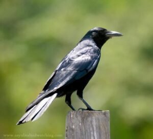 Sinaloa Crow ( Corvus sinaloae ) Cuervo Sinaloense