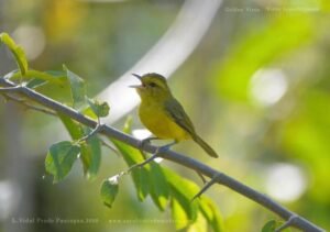 Golden Vireo ( Vireo hypochryseus ) Vireo Amarillo