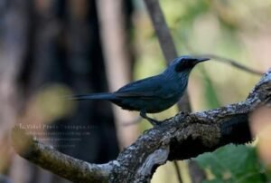 Blue Mockingbird ( Melanotis caerulescens ) Mulato Azul
