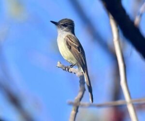 Flammulated Flycatcher ( Ramphotrigon flammulatum )