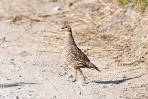 Elegant Quail ( Callipepla douglasii ) Codorniz Cresta Dorada / hembra