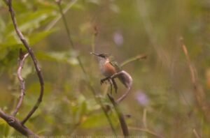 Bumblebee Hummingbird ( Atthis heloisa )