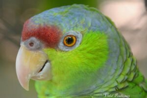 Lilac-crowned Parrot ( Amazona finschi )