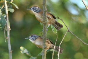 Happy Wren ( Pheugopeditus felix )