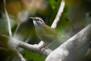 Sinaloa Wren ( Thryophilus sinaloa )