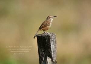 Spotted Wren ( Campylorhynchus gularis )