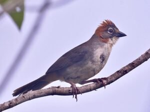 Rusty-crowned Ground Sparrow ( Melozone kieneri )