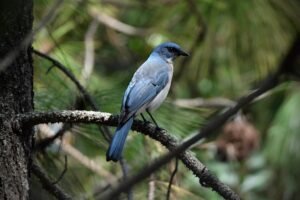 Transvolcanic Jay ( Aphelocoma ultramarina )