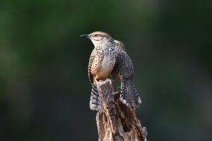 Spotted Wren ( Campylorhynchus gularis )