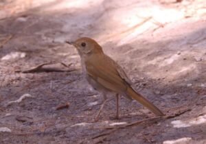 Russet Nightingale-Thrush