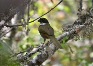 Green-striped Brushfinch ( Arremon virenticeps )