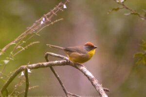 Rufous-capped Brushfinch ( Atlapetes pileatus )