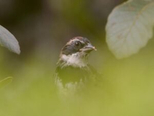 Collared Towhee ( Pipilo ocai )