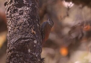 White-striped Woodcreeper ( Lepidocolaptes leucogaster )