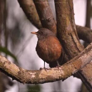 Rufous-backed Robin ( Turdus rufopalliatus )