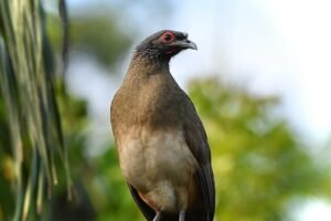 West Mexican Chachalaca ( Ortalis poliocephala )