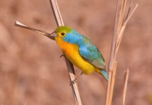 Male Orange-breasted Bunting ( Passerina leclancherii )