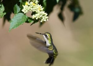 Golden-crowned Emerald ( Chlorostilbon auriceps )