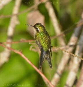Golden-crowned Emerald ( Chlorostilbon auriceps )